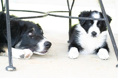 Dublin_and_Celeste_as_Puppies.jpg