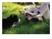 296136b~Border-Collie-Puppy-and-Dog-Posters.jpg